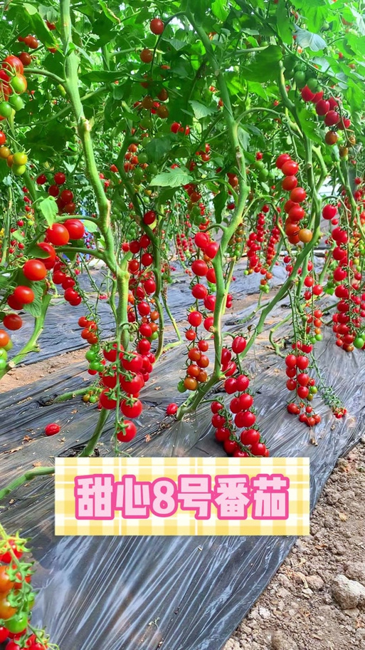 极恋甜心番茄叫什么名字_甜心8号番茄怎么种植的呢 极恋甜心番茄叫什么名字_甜心8号番茄怎么种植的呢 种植技巧