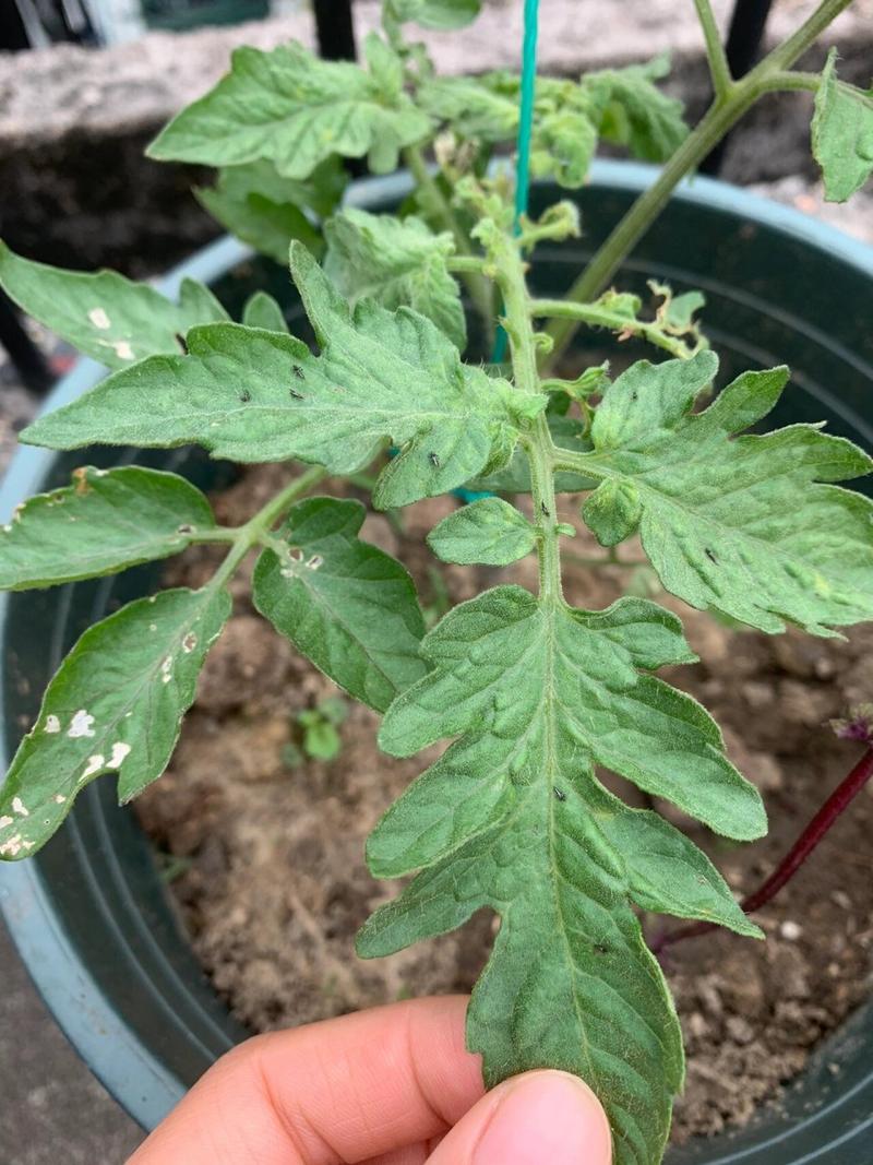 花开富贵的做法有哪些_富贵绿番茄种子怎么种植视频 花开富贵的做法有哪些_富贵绿番茄种子怎么种植视频 花朵知识