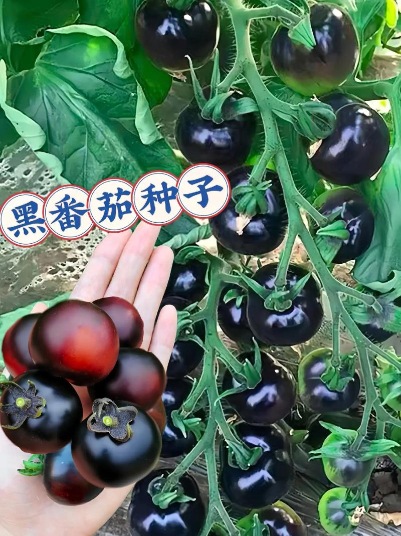 黑珍珠番茄盆栽种植方法_黑番茄怎么种植季节最好 黑珍珠番茄盆栽种植方法_黑番茄怎么种植季节最好 种植技巧