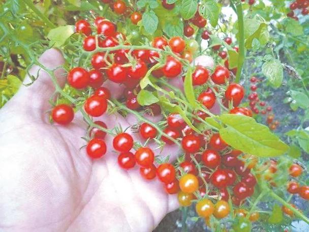 怎样给水果分类_醋栗番茄养殖方式 农业常识 怎样给水果分类_醋栗番茄养殖方式 怎样给水果分类_醋栗番茄养殖方式 农业常识