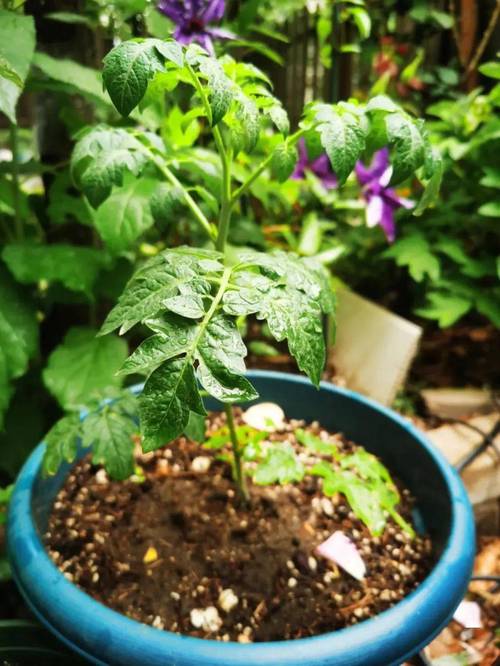 盆栽千禧番茄种植方法全过程_番茄种植秧苗怎么种植 盆栽千禧番茄种植方法全过程_番茄种植秧苗怎么种植 种植技巧