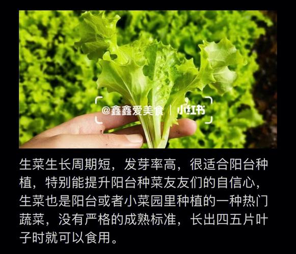 生菜的种植方法_各种蔬菜生菜种植技巧视频 生菜的种植方法_各种蔬菜生菜种植技巧视频 花朵知识