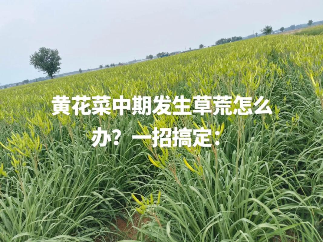 生粪浇地，蔬菜和草都不长，如何恢复原来地貌_吃不完的菜种起来 生粪浇地，蔬菜和草都不长，如何恢复原来地貌_吃不完的菜种起来 番茄种植技巧