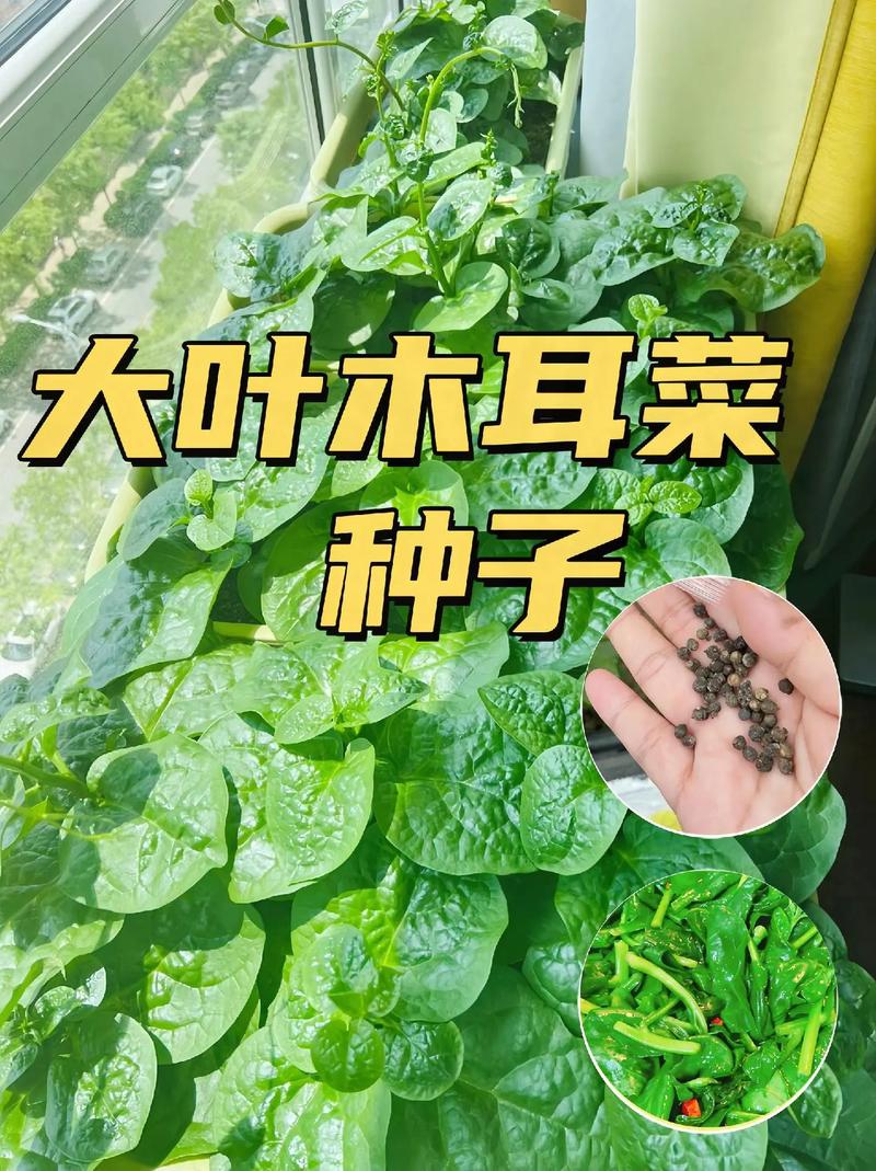 木耳该如何种植，应该注意那些问题_蔬菜种植种植小技巧视频 木耳该如何种植，应该注意那些问题_蔬菜种植种植小技巧视频 番茄病虫害防治