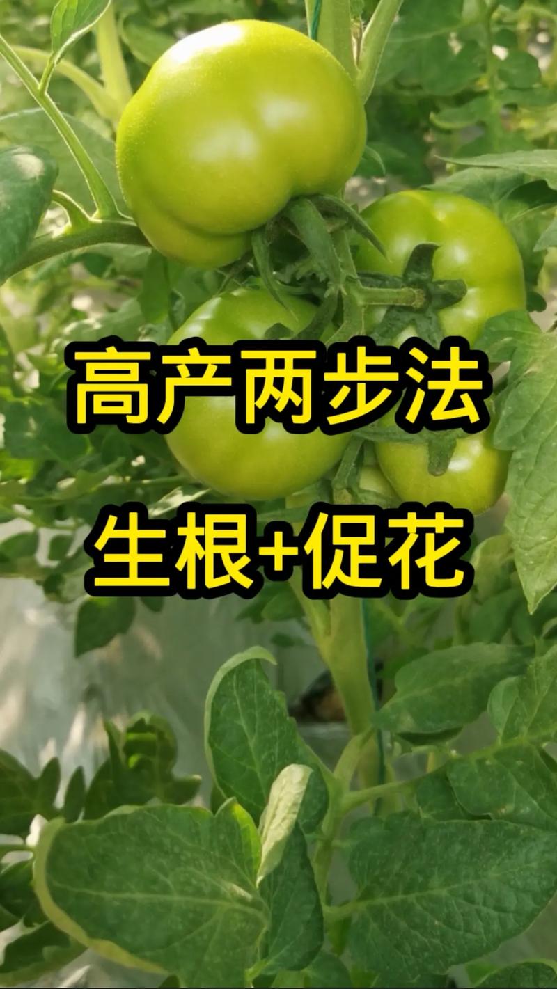 西红柿移植方法和时间_种植番茄怎么发根视频 西红柿移植方法和时间_种植番茄怎么发根视频 农业常识