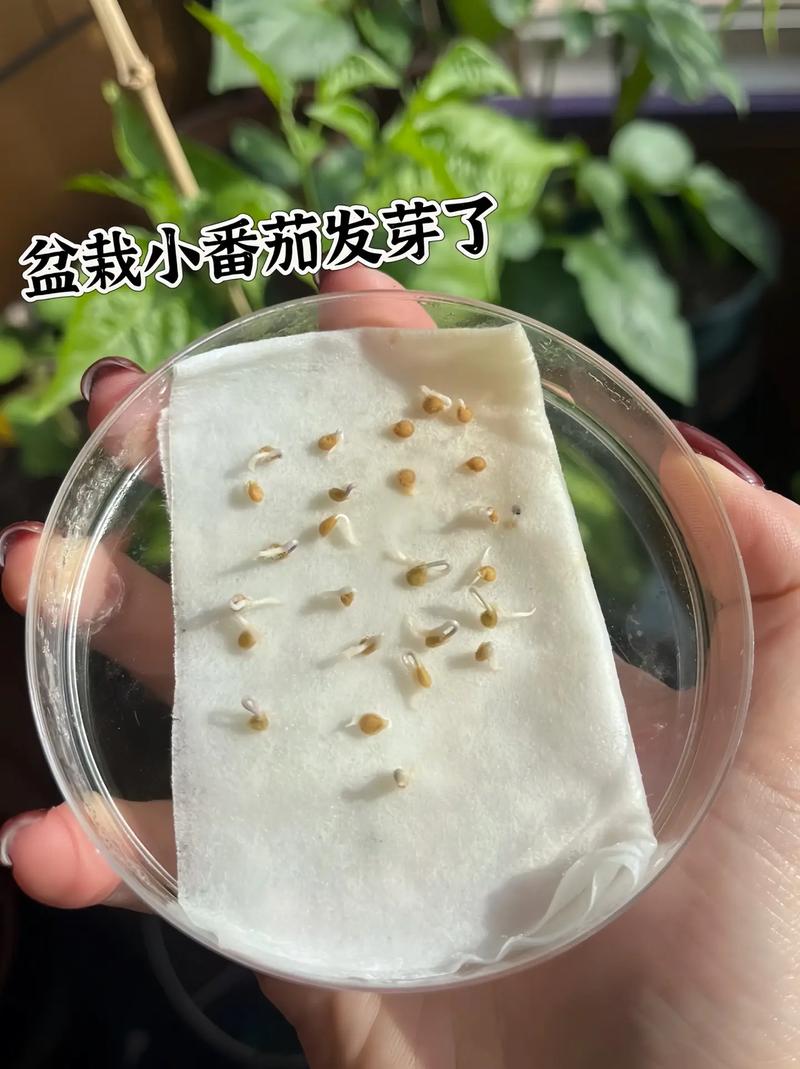 小番茄种子的种植方法_番茄种子怎么种植教程视频 小番茄种子的种植方法_番茄种子怎么种植教程视频 花朵知识