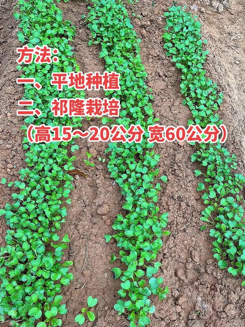 北方露天青萝卜的种植方法_道路蔬菜种植技巧和方法 北方露天青萝卜的种植方法_道路蔬菜种植技巧和方法 土壤施肥