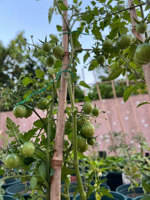 露天栽培西红柿简易搭架方法_番茄没有架子怎么种植视频 露天栽培西红柿简易搭架方法_番茄没有架子怎么种植视频 种植技巧