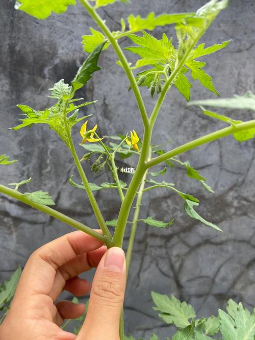 番茄开花后，去顶并修剪完侧芽后，如何再次开花_番茄剪下的侧芽怎么种植视频 番茄开花后，去顶并修剪完侧芽后，如何再次开花_番茄剪下的侧芽怎么种植视频 农业常识
