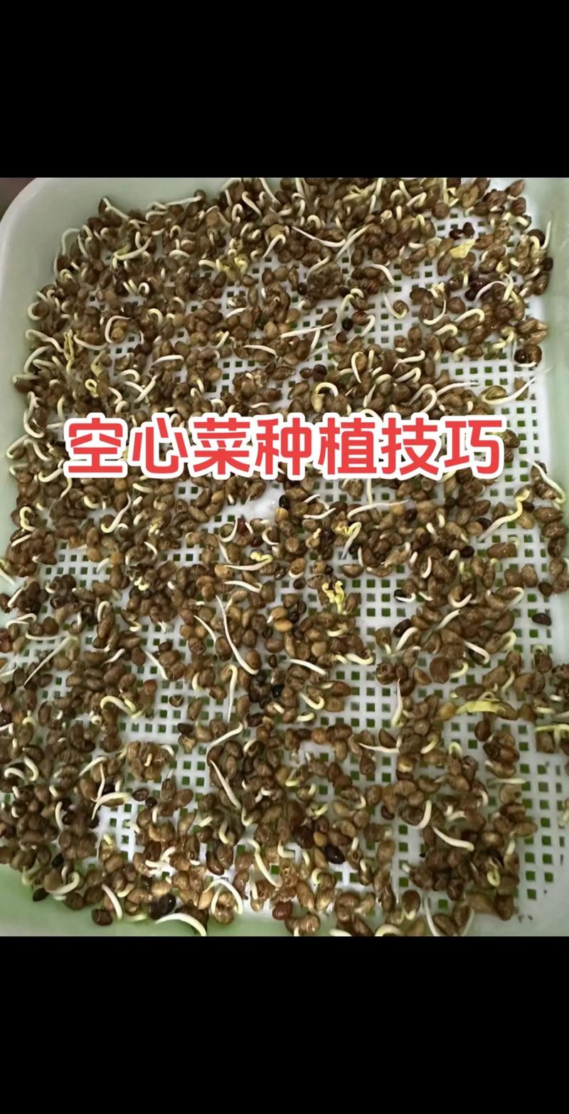 菜心的种植技术要点是什么_菜心蔬菜种植技巧图解视频 菜心的种植技术要点是什么_菜心蔬菜种植技巧图解视频 土壤施肥