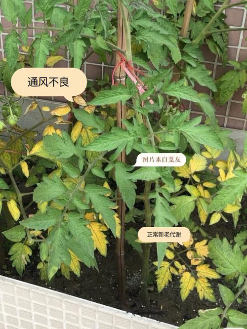 西红柿苗发黄枯萎小妙招_种植番茄黄叶怎么办呢 西红柿苗发黄枯萎小妙招_种植番茄黄叶怎么办呢 植物种类