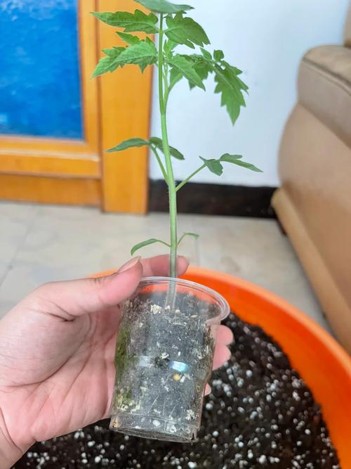 西红柿怎样施底肥？如果用有机肥应该用多少_种植番茄苗怎么施肥视频 西红柿怎样施底肥？如果用有机肥应该用多少_种植番茄苗怎么施肥视频 花朵知识