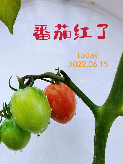 番茄红怎么能调成大红_种植的番茄要多久才能变红 番茄红怎么能调成大红_种植的番茄要多久才能变红 植物种类