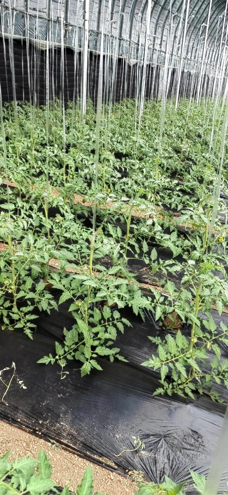 番茄种植多久会有花_番茄拉秧后怎么种植视频 番茄种植多久会有花_番茄拉秧后怎么种植视频 土壤施肥