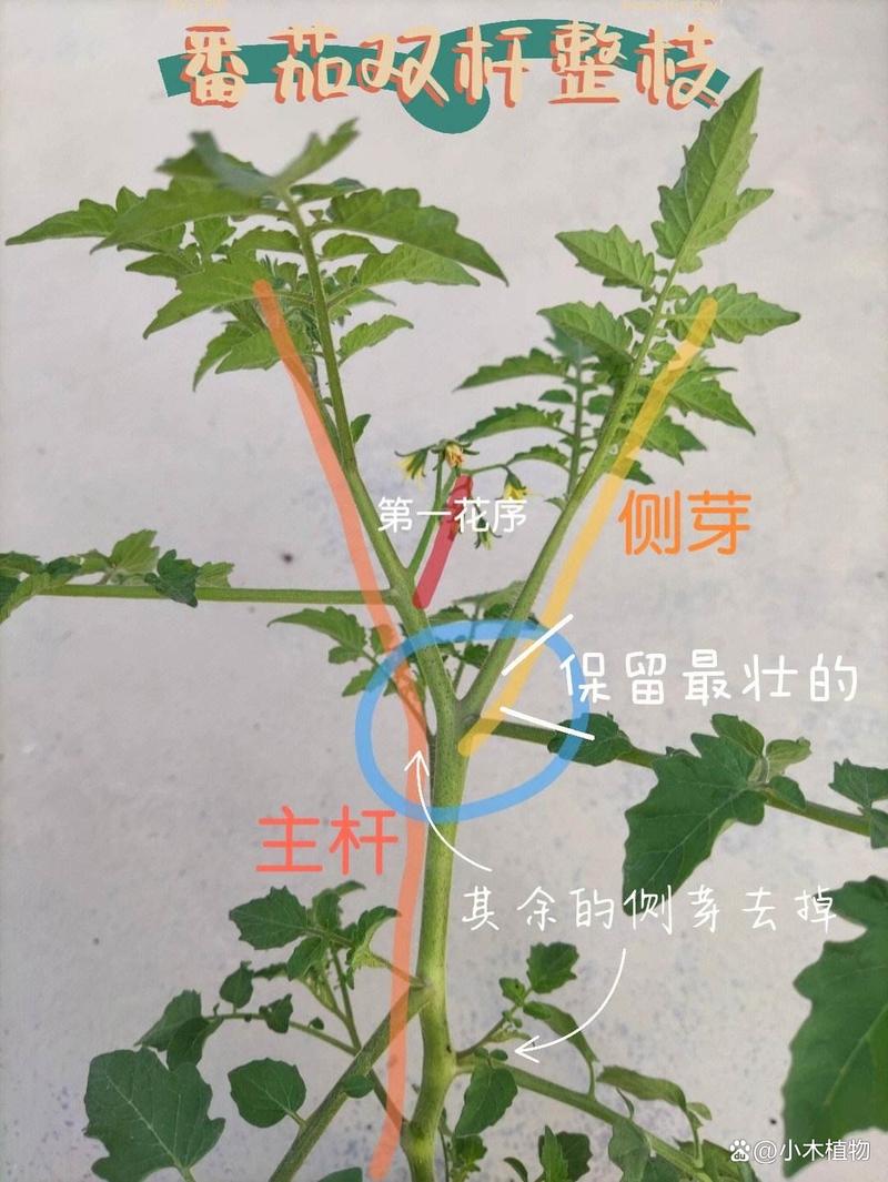 西红柿可以落蔓吗，注意什么_超市番茄怎么种植视频教程 西红柿可以落蔓吗，注意什么_超市番茄怎么种植视频教程 花朵知识