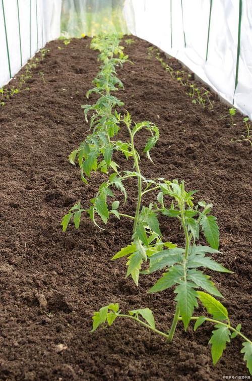 西红柿什么时间种植可高产？西红柿高产种植技术有哪些_番茄怎么种植会高产呢视频 西红柿什么时间种植可高产？西红柿高产种植技术有哪些_番茄怎么种植会高产呢视频 番茄病虫害防治