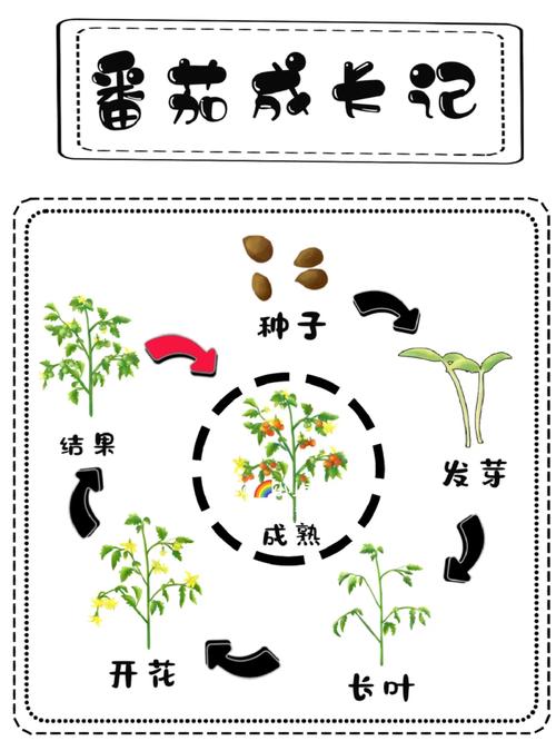 矮生番茄生长过程_怎么种植矮生番茄视频 矮生番茄生长过程_怎么种植矮生番茄视频 番茄病虫害防治