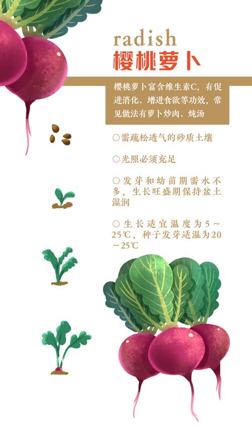 四季萝卜种植方法_四季蔬菜种植小技巧图片大全 四季萝卜种植方法_四季蔬菜种植小技巧图片大全 花朵知识