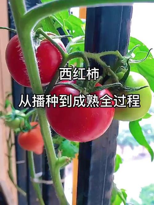 从好吃的西红柿里取籽吗_新鲜番茄怎么取籽种植视频 从好吃的西红柿里取籽吗_新鲜番茄怎么取籽种植视频 农业常识