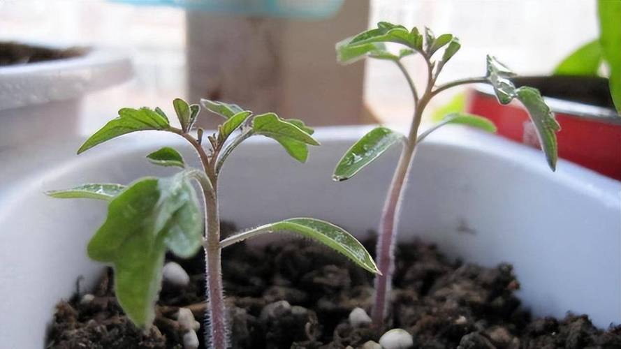 盆栽小番茄种子种植方法全过程_在土里怎么种植番茄视频 盆栽小番茄种子种植方法全过程_在土里怎么种植番茄视频 番茄种植技巧