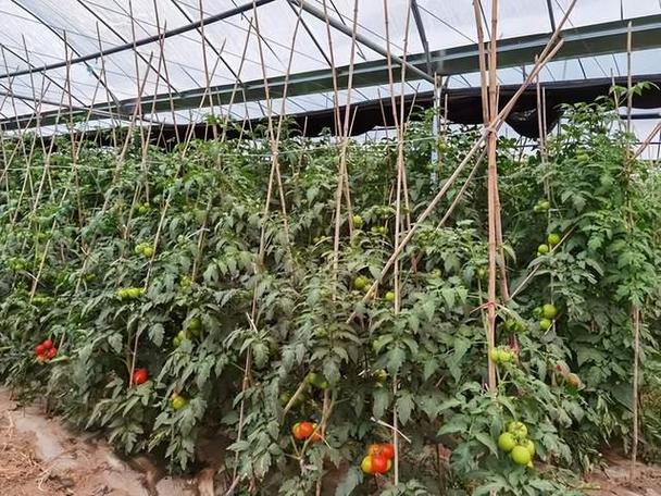 西红柿怎么冲施化肥_人工种植番茄怎么施肥视频 西红柿怎么冲施化肥_人工种植番茄怎么施肥视频 土壤施肥