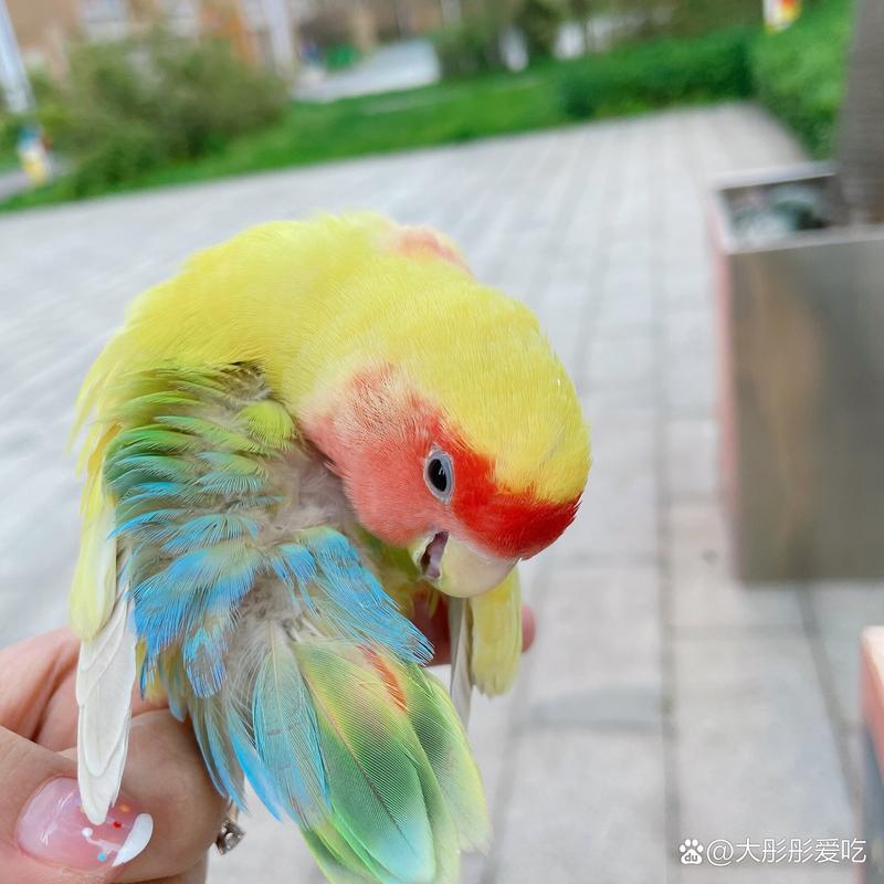鹦鹉可以吃西红柿吗_破碎牡丹番茄怎么种植视频 鹦鹉可以吃西红柿吗_破碎牡丹番茄怎么种植视频 番茄种植技巧