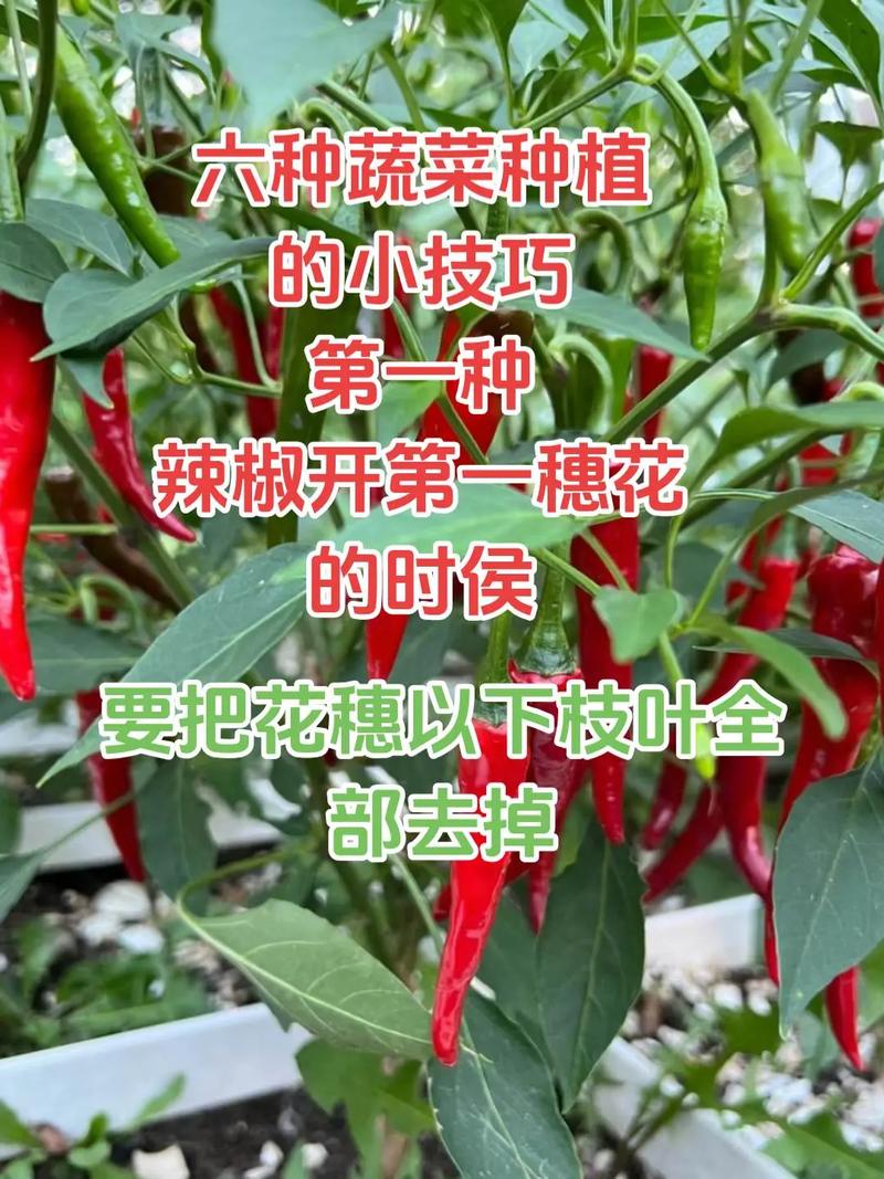 农村春季种植哪些蔬菜容易管理呢_春季瓜果蔬菜种植技巧视频 农村春季种植哪些蔬菜容易管理呢_春季瓜果蔬菜种植技巧视频 农业常识