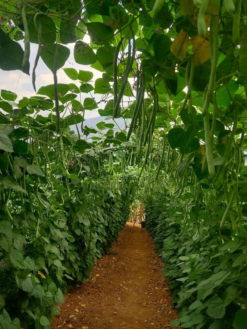 四季豆种植时间和方法夏天_蔬菜种植技巧夏季施肥 四季豆种植时间和方法夏天_蔬菜种植技巧夏季施肥 种植技巧