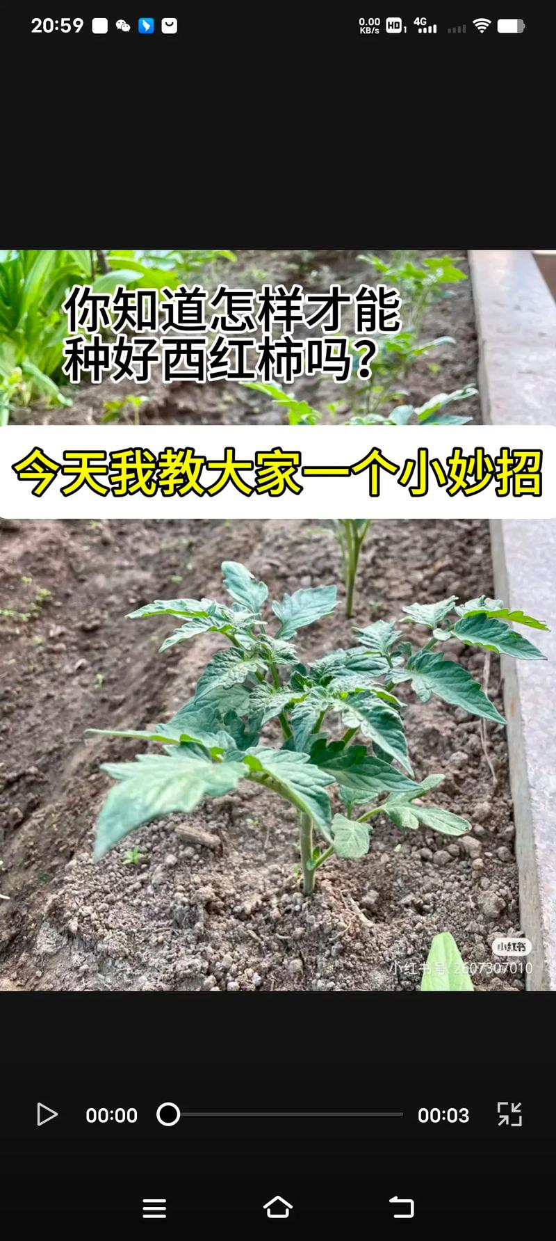 番茄怎么种植才能长好_番茄怎么种植超好吃的 土壤施肥 番茄怎么种植才能长好_番茄怎么种植超好吃的 番茄怎么种植才能长好_番茄怎么种植超好吃的 土壤施肥