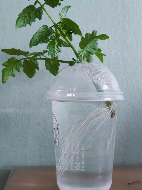 西红柿水培生根的方法_番茄坏了怎么水培种植呢视频 西红柿水培生根的方法_番茄坏了怎么水培种植呢视频 植物种类