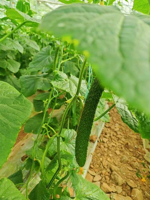 大棚种植黄瓜前期应如何整地？注意什么_番茄大棚种植怎么整地的视频 大棚种植黄瓜前期应如何整地？注意什么_番茄大棚种植怎么整地的视频 种植技巧