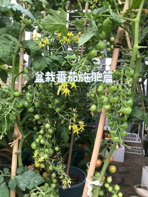 西红柿前期施肥_番茄种植底肥怎么施好呢视频 西红柿前期施肥_番茄种植底肥怎么施好呢视频 番茄病虫害防治