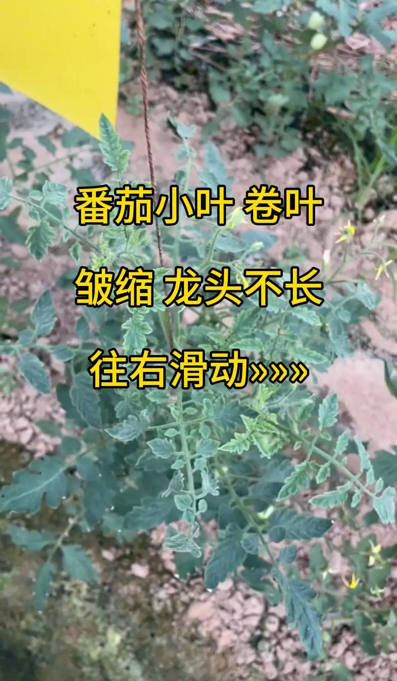 露天西红柿种植时间和方法_雨季番茄怎么种植过程图片 露天西红柿种植时间和方法_雨季番茄怎么种植过程图片 花朵知识