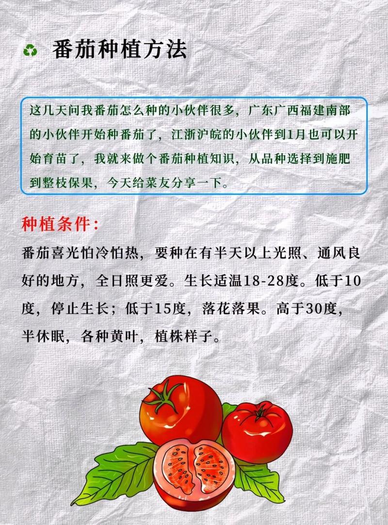 家里怎么种西红柿_家庭种植小番茄怎么种植 家里怎么种西红柿_家庭种植小番茄怎么种植 土壤施肥