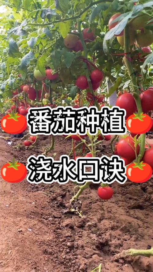 缅甸拉帕豆的做法_缅甸番茄怎么种植的呢视频 缅甸拉帕豆的做法_缅甸番茄怎么种植的呢视频 种植技巧