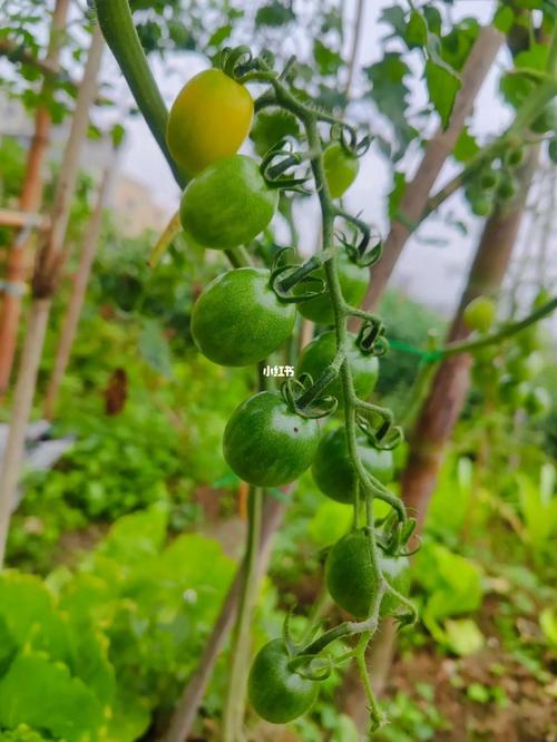 盆栽小番茄的技术要点、叶发黄了怎么办_盆栽黄小番茄怎么种植视频 盆栽小番茄的技术要点、叶发黄了怎么办_盆栽黄小番茄怎么种植视频 花朵知识