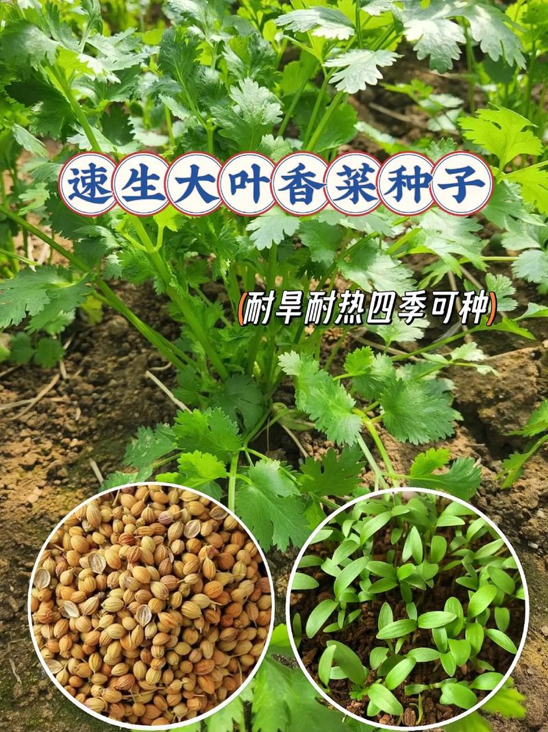 蔬菜种子怎样播种_种子蔬菜种子种植技巧视频 蔬菜种子怎样播种_种子蔬菜种子种植技巧视频 植物种类
