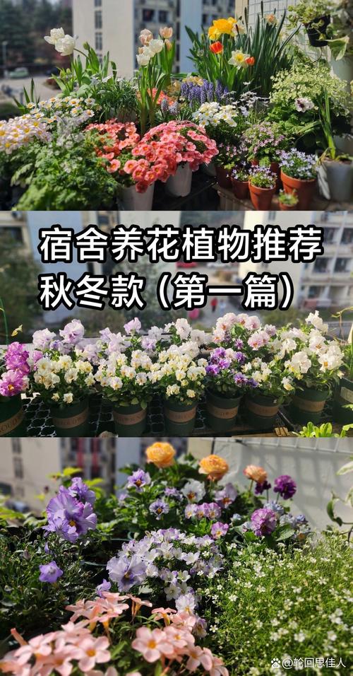 请问阴面宿舍适合养什么花_宿舍蔬菜种植技巧视频 请问阴面宿舍适合养什么花_宿舍蔬菜种植技巧视频 番茄种植技巧