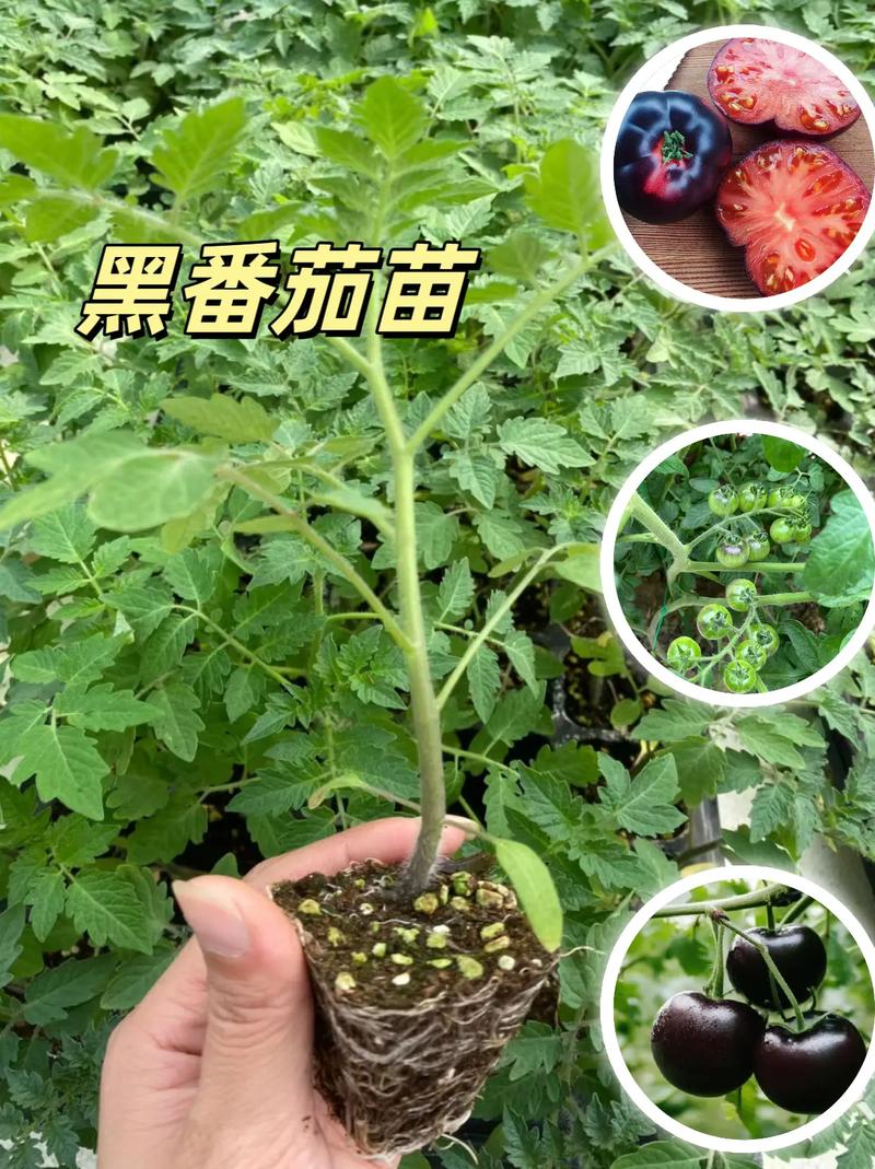 珍珠番茄盆栽种植_珍珠小番茄怎么种植的视频 珍珠番茄盆栽种植_珍珠小番茄怎么种植的视频 土壤施肥