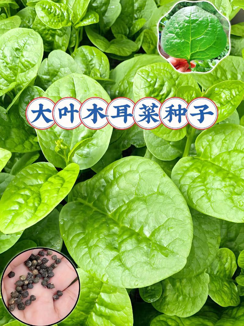 木耳菜怎么样种植高产_木耳蔬菜种植技巧和方法 木耳菜怎么样种植高产_木耳蔬菜种植技巧和方法 农业常识