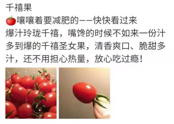 种的小番茄成熟了文案_番茄种植总结 种的小番茄成熟了文案_番茄种植总结 农业常识
