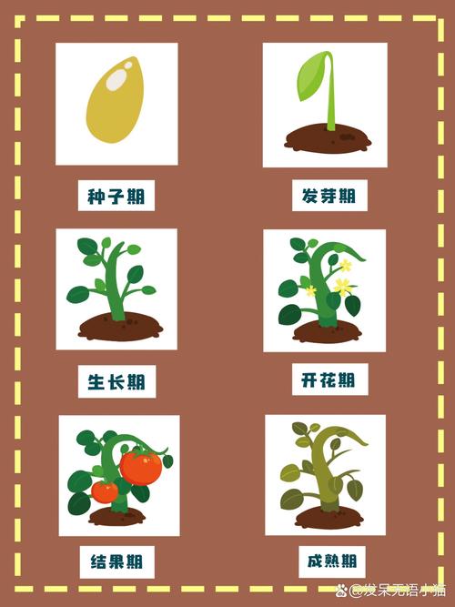 先后来种子的种植方法_各种蔬菜种子种植技巧视频 先后来种子的种植方法_各种蔬菜种子种植技巧视频 番茄病虫害防治