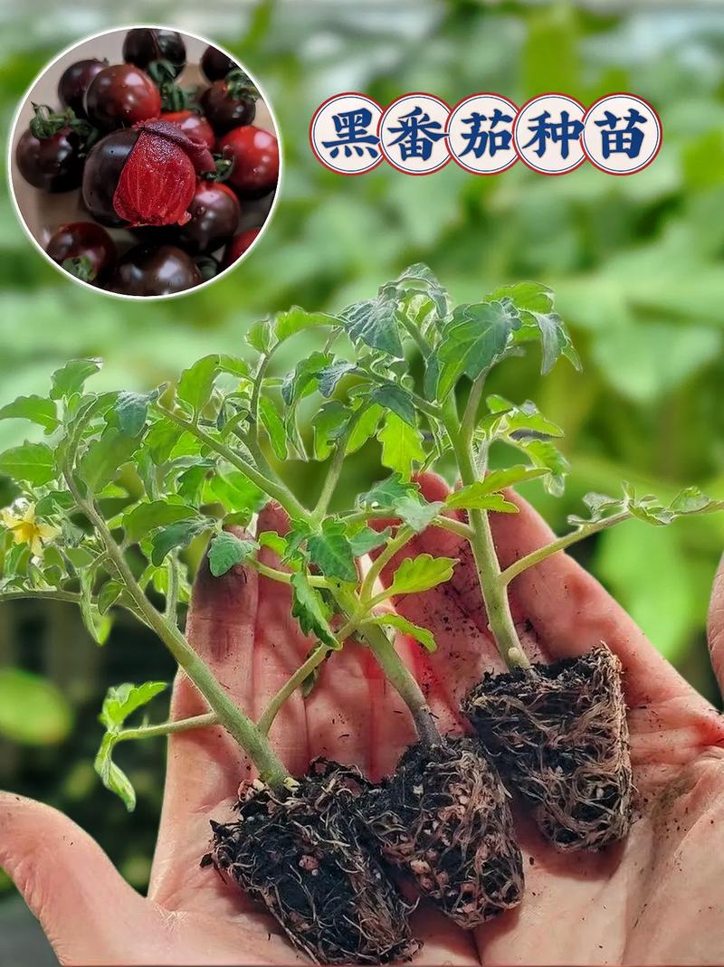 西红柿耐多少低温_番茄怎么种植温度最低呢 西红柿耐多少低温_番茄怎么种植温度最低呢 植物种类