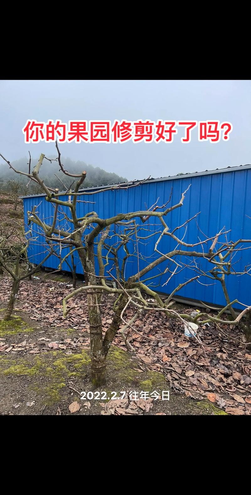 现在能对柿子树修剪吗？如何对柿子树修剪才能产量高_大番茄种植怎么修剪视频教程 现在能对柿子树修剪吗？如何对柿子树修剪才能产量高_大番茄种植怎么修剪视频教程 植物种类