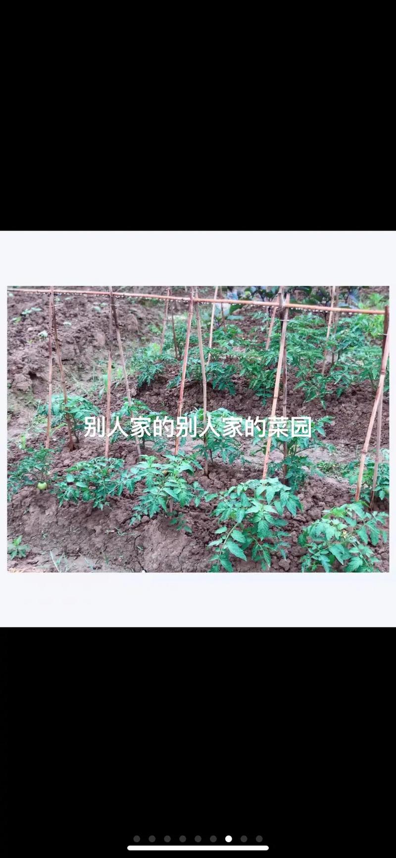 露天种植西红柿怎样搭架子_番茄种植地怎么整地 露天种植西红柿怎样搭架子_番茄种植地怎么整地 番茄种植技巧