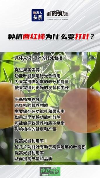 番茄管理和种植方法_番茄订单种植怎么找客服 番茄管理和种植方法_番茄订单种植怎么找客服 土壤施肥