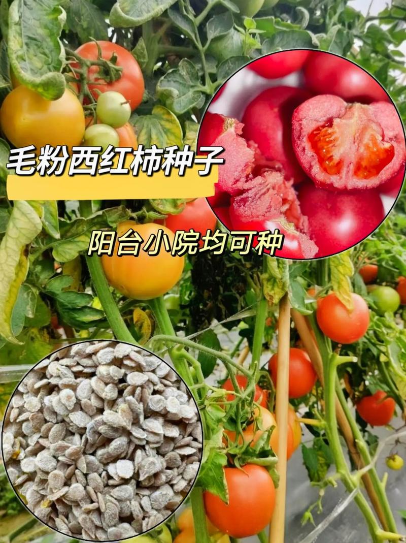 新鲜番茄籽怎么种_番茄子怎么种植技术视频 新鲜番茄籽怎么种_番茄子怎么种植技术视频 农业常识