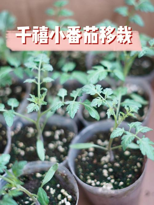 番茄催出芽后怎么种_番茄长牙后怎么种植好吃呢 番茄催出芽后怎么种_番茄长牙后怎么种植好吃呢 土壤施肥