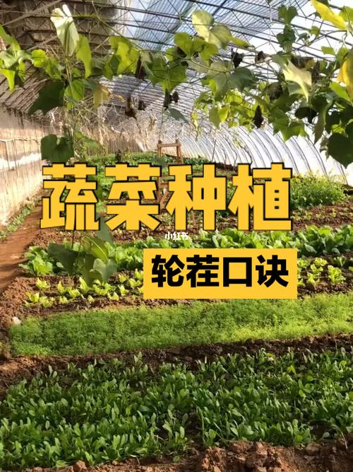 蔬菜种植方法与技术_蔬菜种植闲谈技巧有哪些方面 蔬菜种植方法与技术_蔬菜种植闲谈技巧有哪些方面 种植技巧