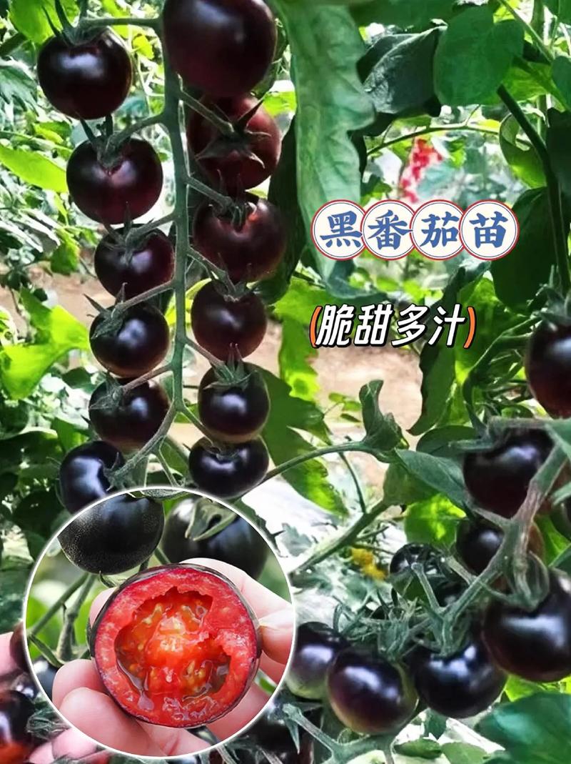 小番茄该怎样进行双杆整枝_黑番茄家庭怎么种植视频教程 小番茄该怎样进行双杆整枝_黑番茄家庭怎么种植视频教程 植物种类